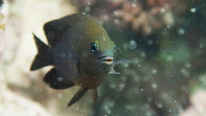 Longfin damselfish