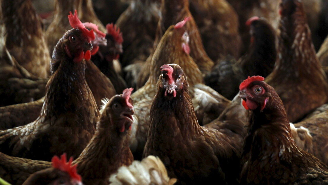 Gobierno francés,matar,aves de corral,100 municipios,,brotes gripe aviar