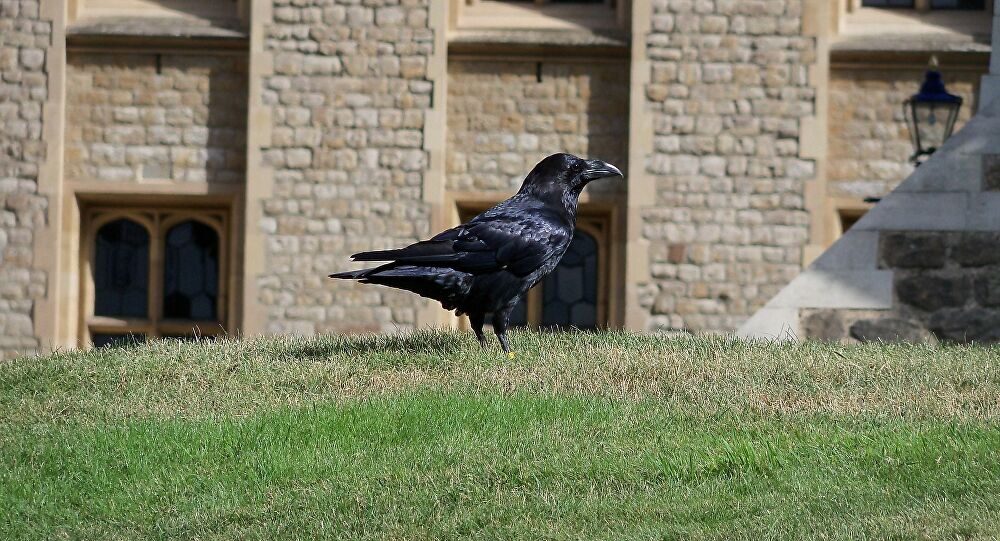 Crow london