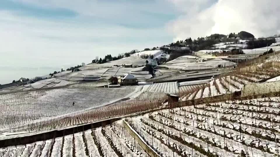 snow vineyards