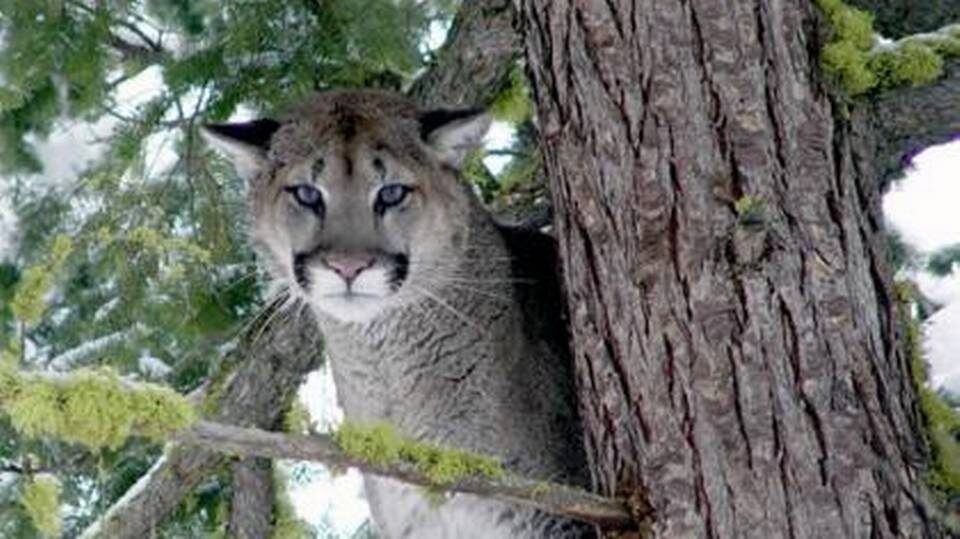 A rare cougar attack on a human has been reported in an Soo Valley north of Vancouver. The species is also known as a mountain lion and puma.