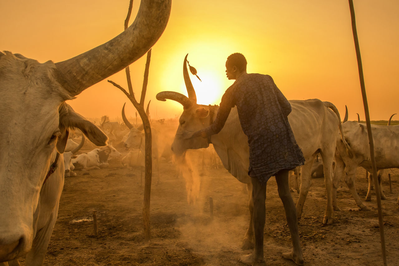Sudan cow