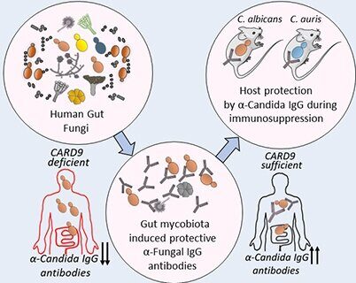 fungi gut
