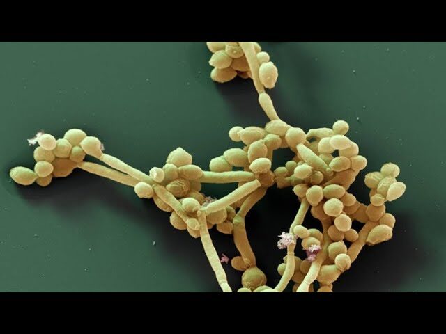 candida albicans