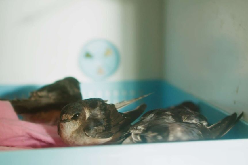 Some tree martin birds have survived and are being kept alive in incubators.
