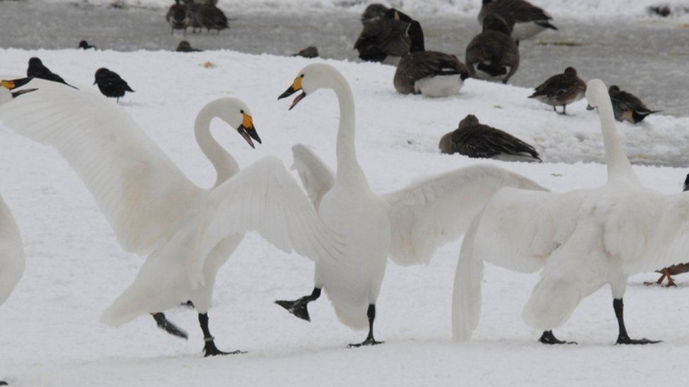 Bewick's swans return to the Arctic tundra in the early spring to mate, having flown to the UK to avoid a harsher winter