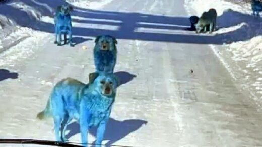manada,perros,azules brillantes,viral
