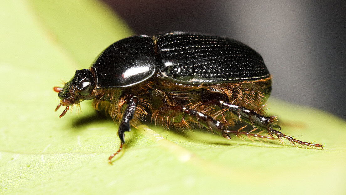 escarabajos sanjuaneros