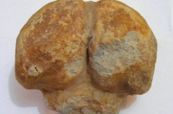 cerebro mamíero fosilizado