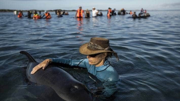 Volunteer Petra Juric of Nelson attends to