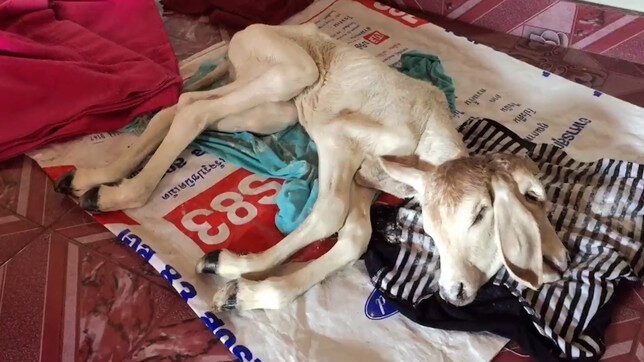 The dead hermaphrodite baby cow born with two heads in Thailand