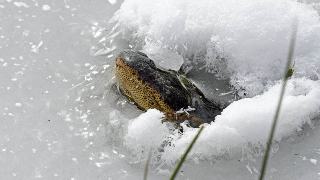 Aligator frozen