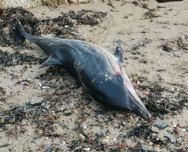 A striped dolphin has been found in Minnis Bay