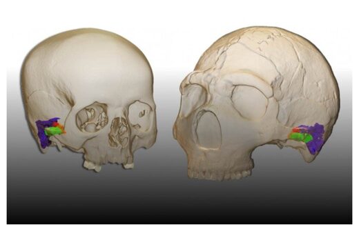 Modern Human and Neanderthal Skull