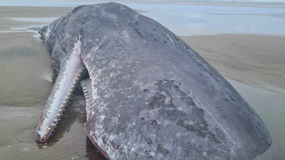 The sperm whales washed up on Ripiro Beach