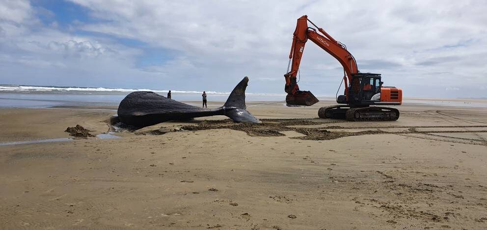 One of the dead sperm whales on Ripiro Beach, near Dargaville.