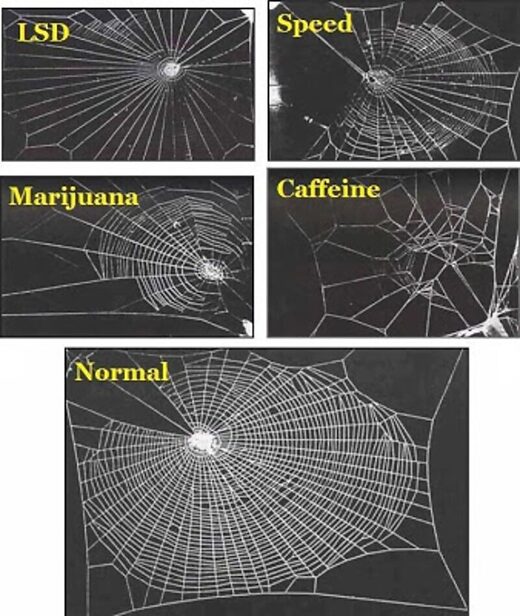 spider web drugs