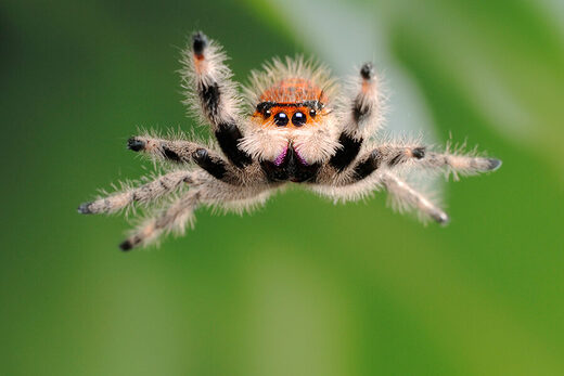 Clic para aumentar jumping spider