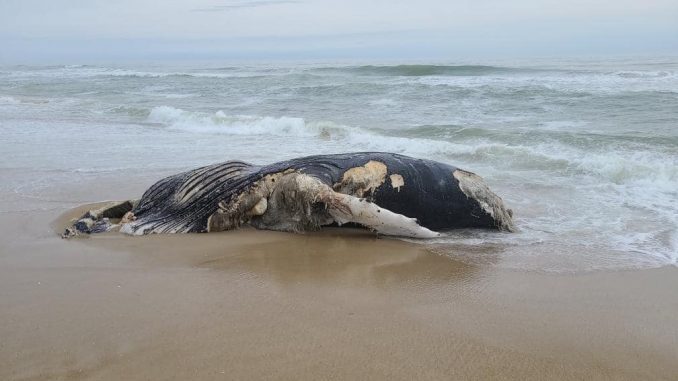 The remains of the whale washed up Thursday