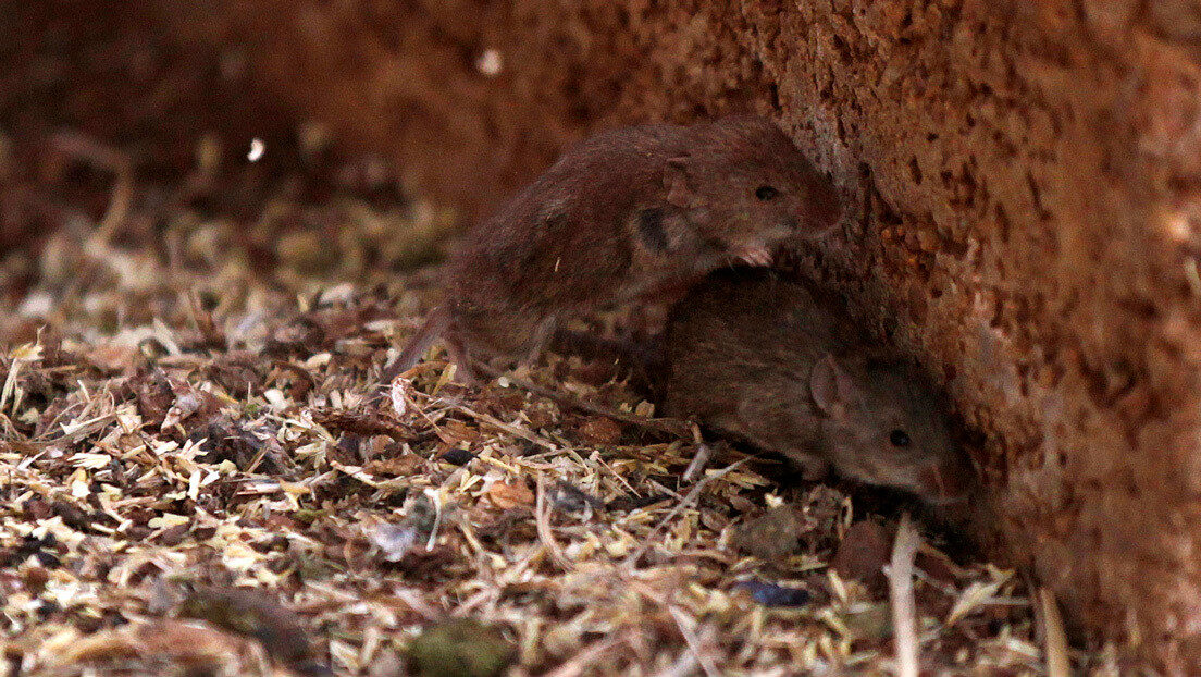 Ratones mice