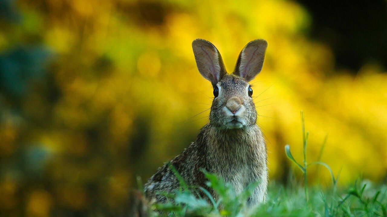 Conejo rabbit