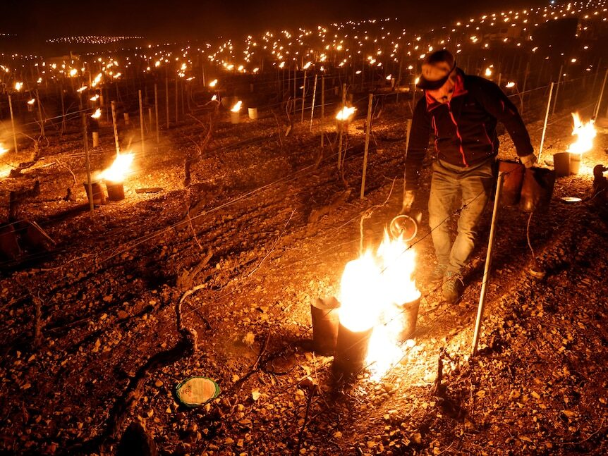 Winemakers have been using fire to try