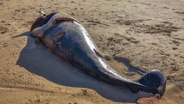 One of the beached whales in Tra Mór in Dunfanaghy, Co Donegal.