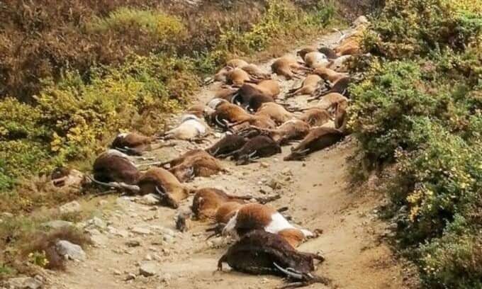 68 goats were killed by a lightning in Portugal on April 9, 2021