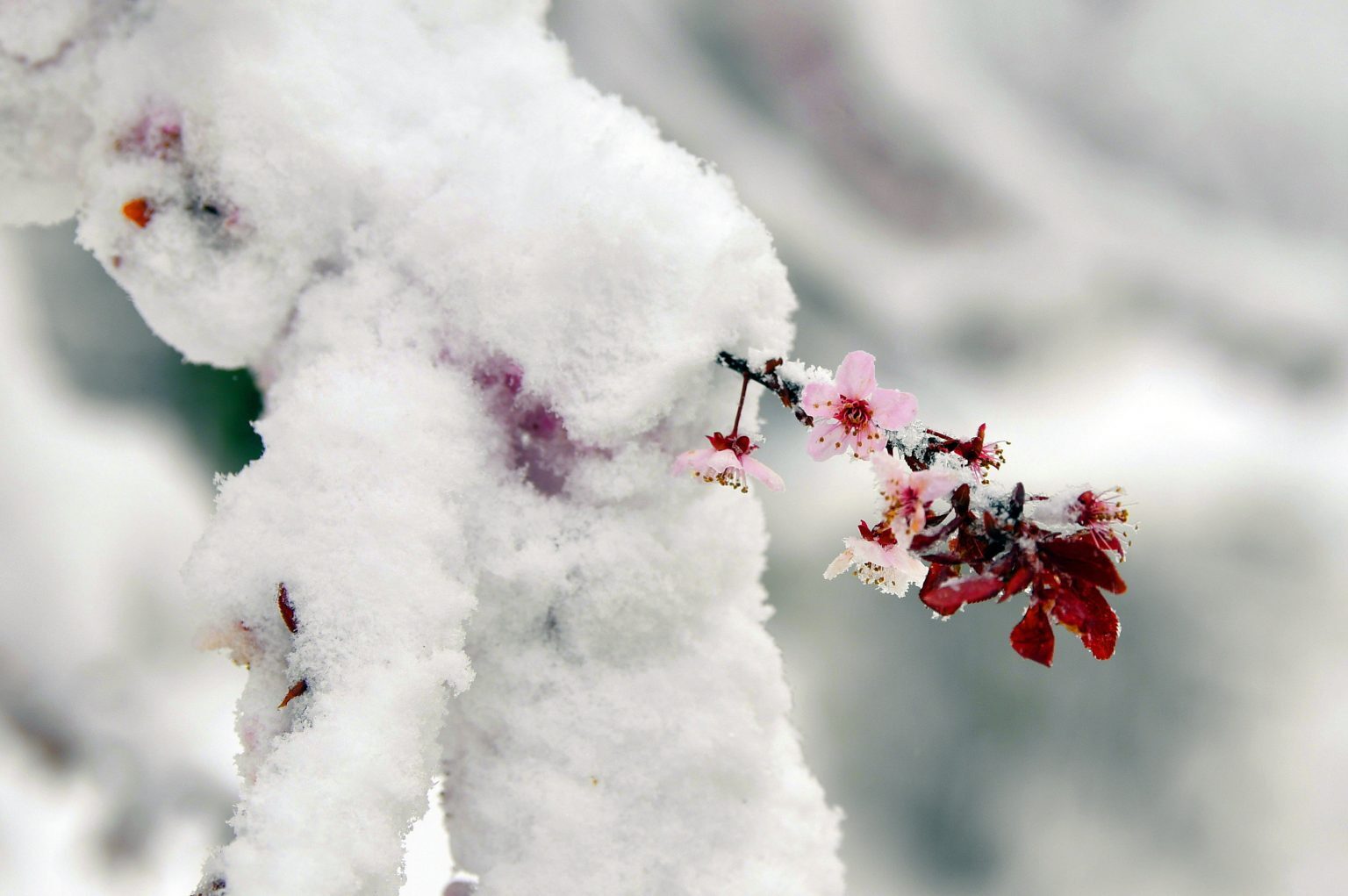 Clic para aumentar Snowy fruit tree in Tés