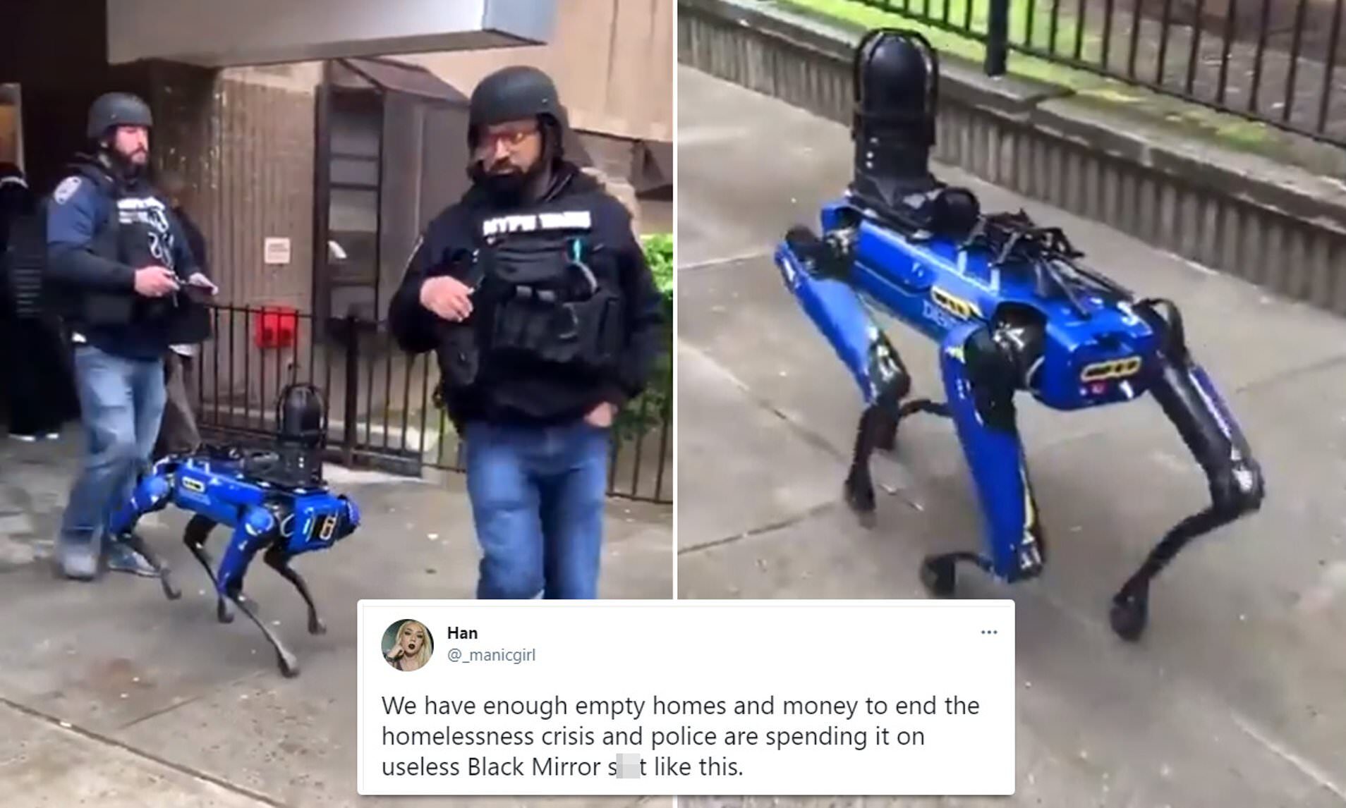 new york digidog