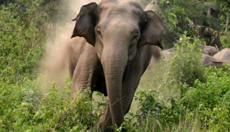 elefantes,India,3.310 personas