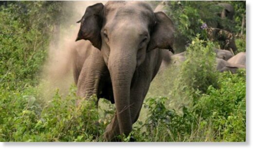 elefantes,India,3.310 personas