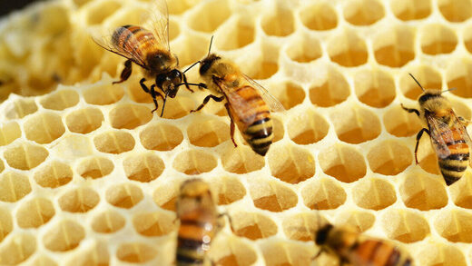 abejas bees honey