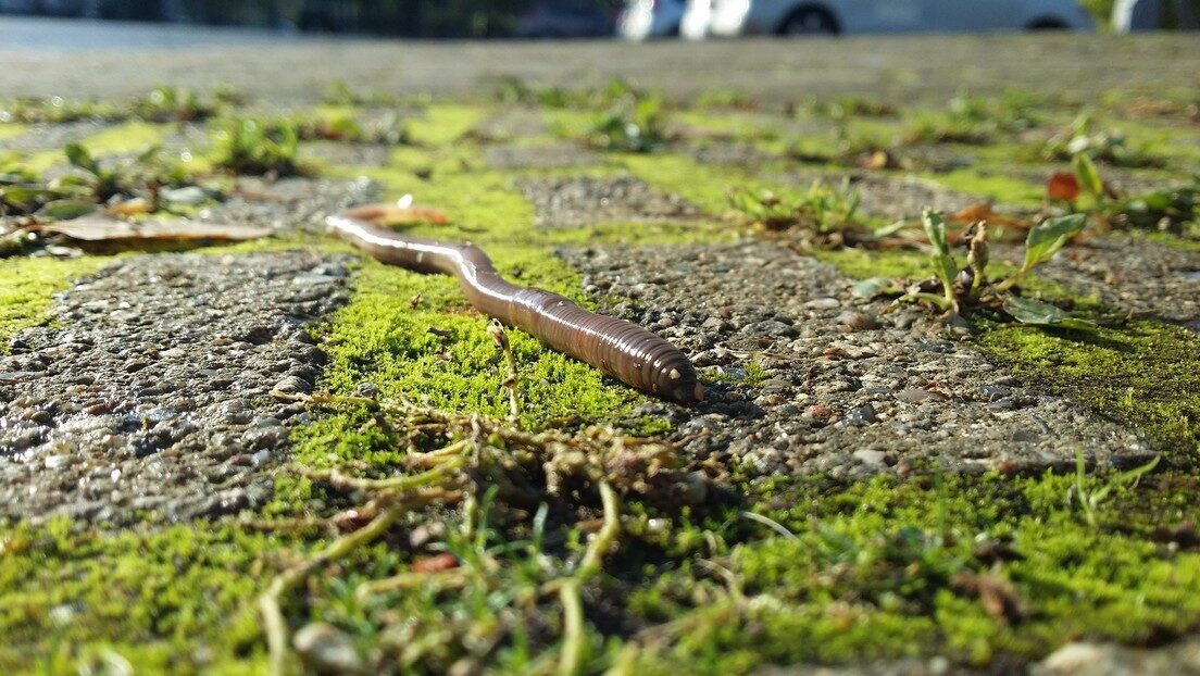 gusano worm