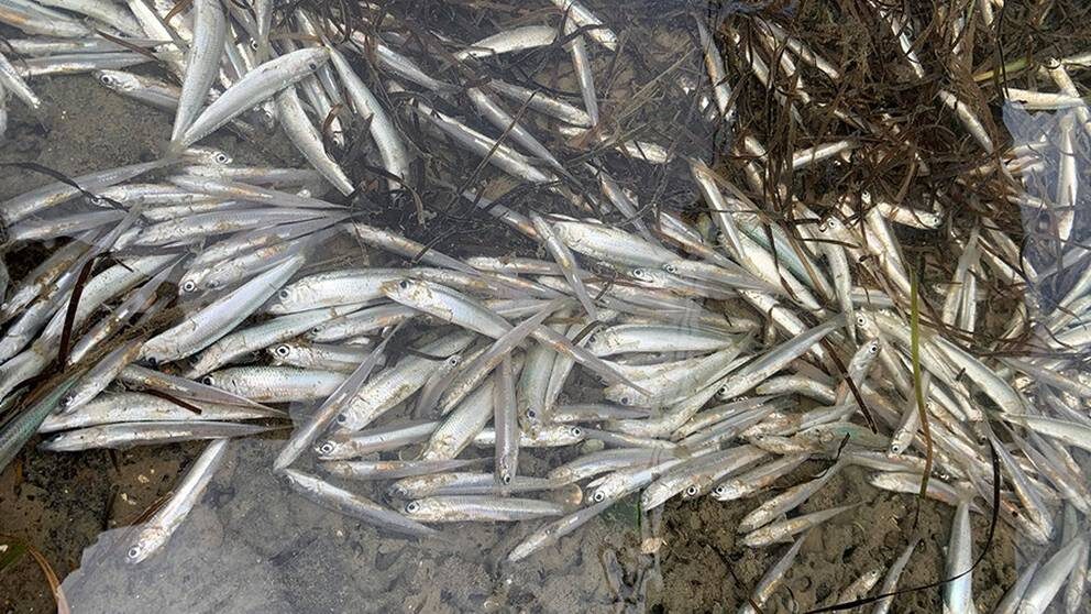 Thousands of fish have been found dead along Auckland's Beachlands coastline, leaving a strong stench and worrying locals.