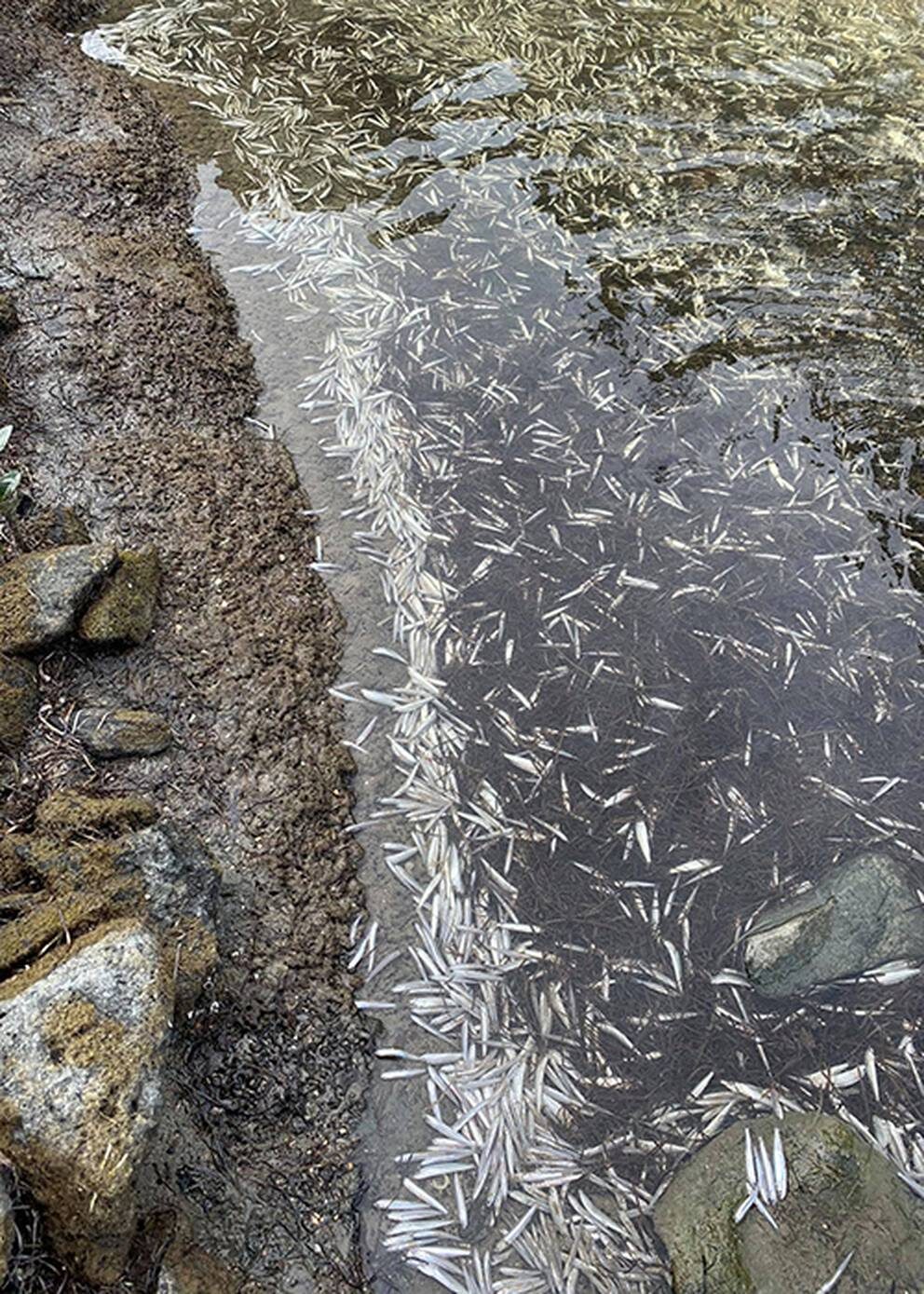 Mandy Reeves said there were thousands of fish dead across the coastline at Pine Harbour.