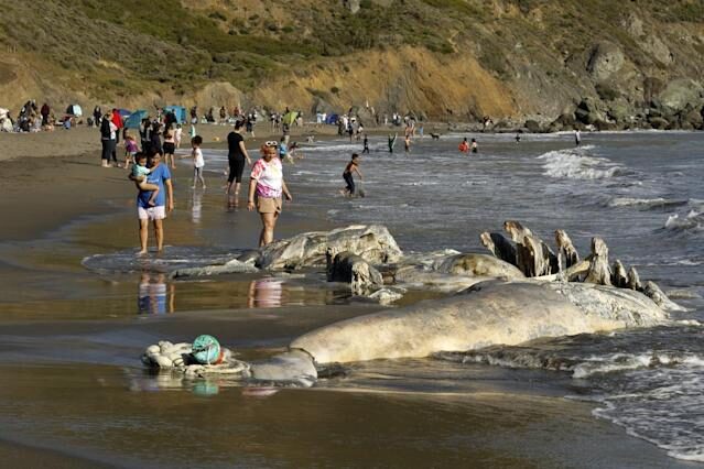 Muir Beach saw many visitors and a gray whale carcass on April 17, 2021.