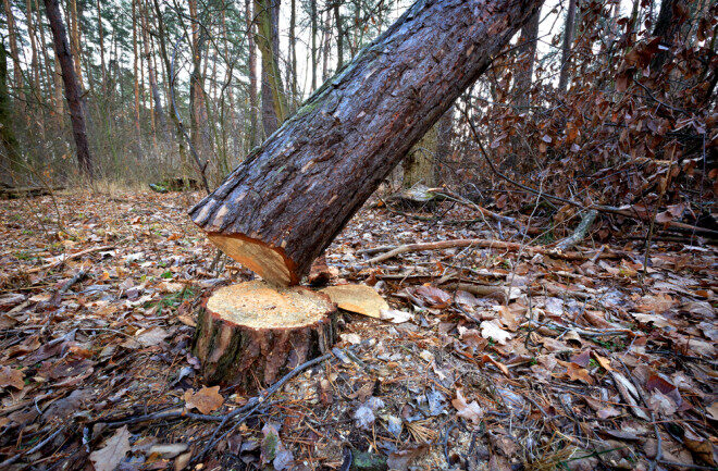 Cut Tree