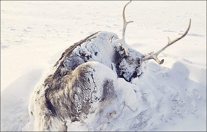First reports about winter rains followed by lengthy spells of extremely cold weather on Yamal appeared in December 2020.