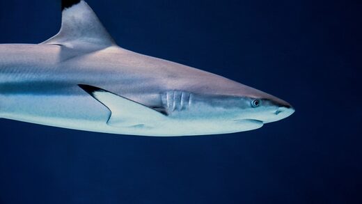 Tiburon shark