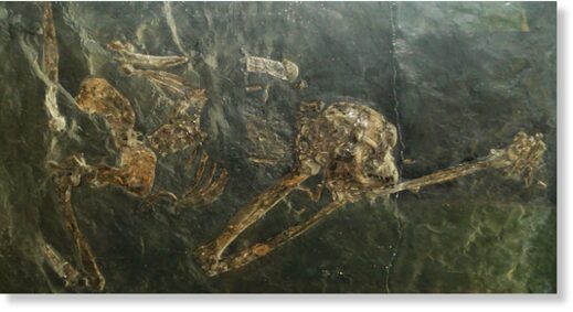 fossil photo