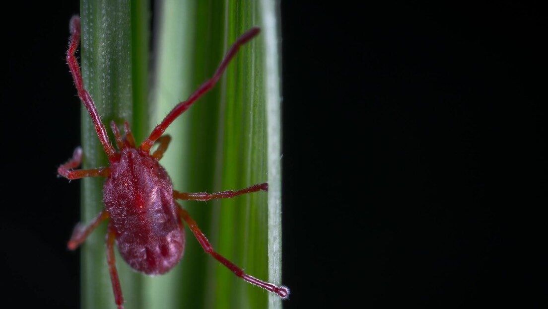garrapata tick
