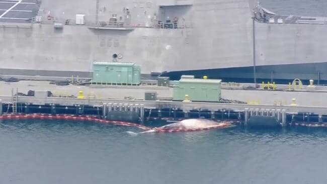 Clic para aumentar The whale carcass dislodged from underneath HMAS Sydney.