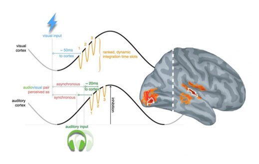 Clic para aumentar Brain Signals