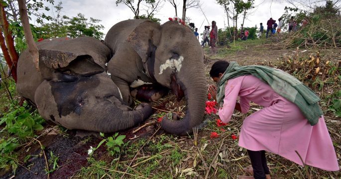 Elephants died after being struck by lightening near Bamuni Hills in Kandali, Nagaon district, in Assam on Wednesday night.