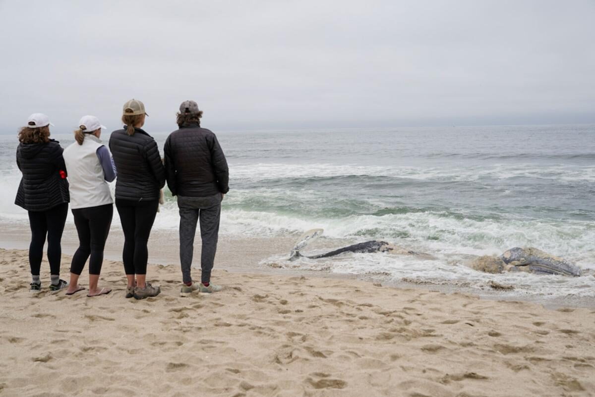 A dead gray whale washed ashore at Francis