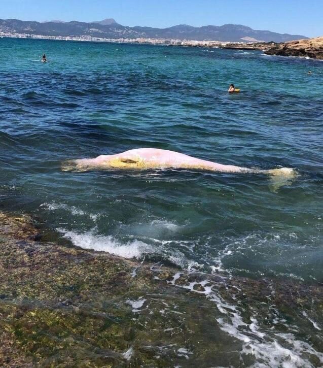 The whale's body was floating near Es Carnatge.