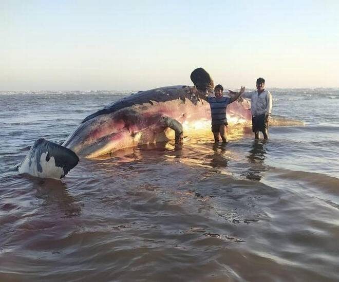 A dead sperm whale washes ashore near Antarvedi coast in East Godavari district in Andhra Pradesh.