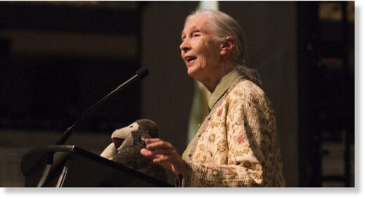Jane Goodall