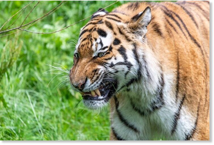 tigre